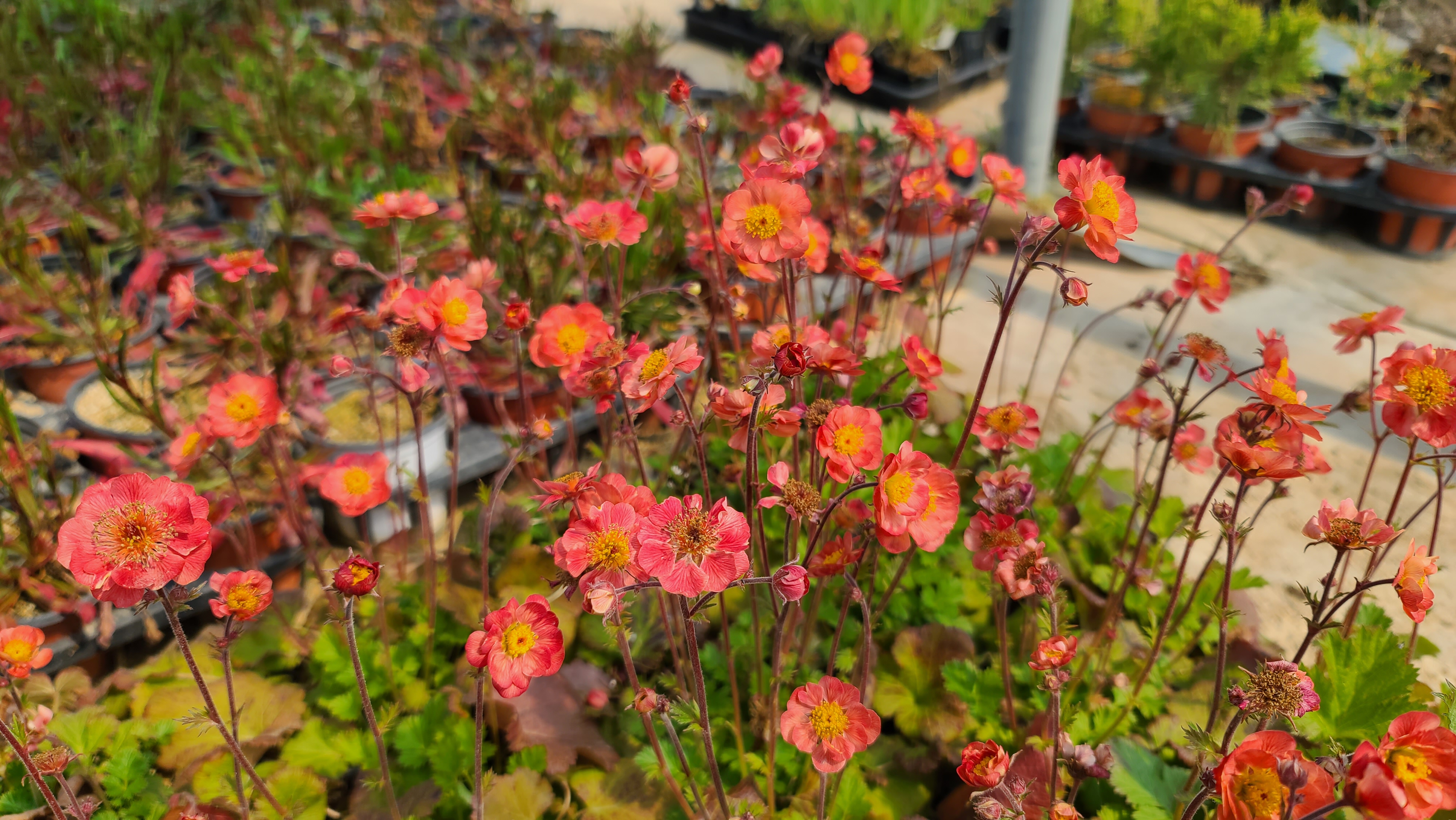 Geum 'Censation Lipstick'